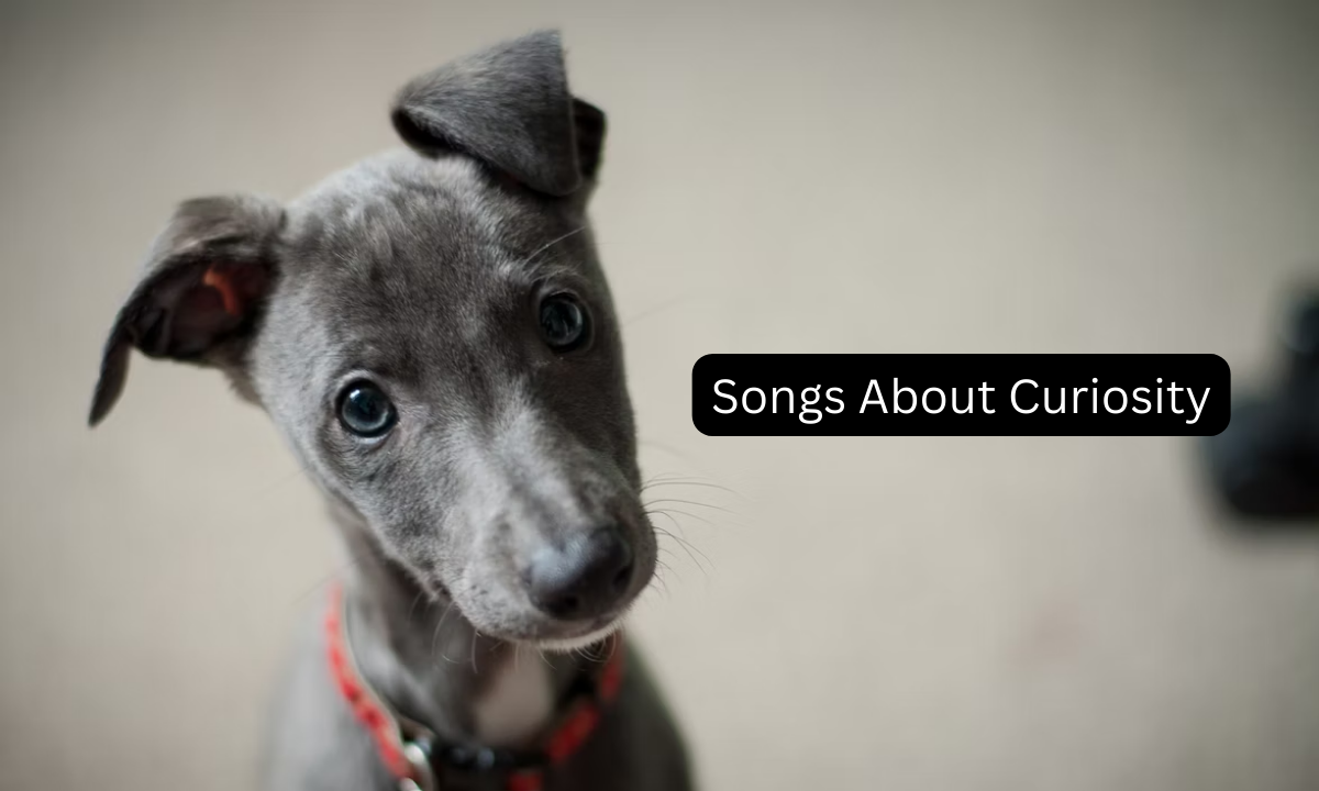 20 Songs About Curiosity